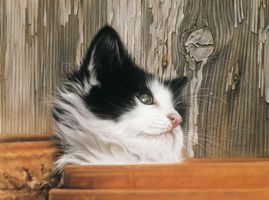 Алмазная мозаика Милато "Любопытство" N-180