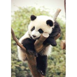Уставшая панда  Ag 431