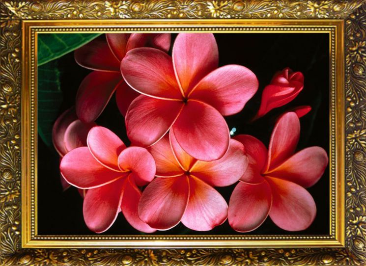 NR-53 Алмазная мозаика Милато "Красная плюмерия"