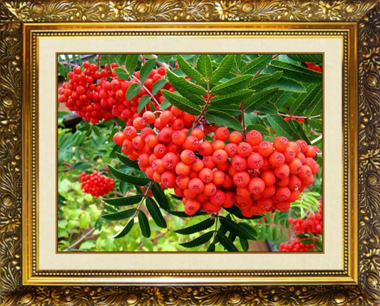 SP-32 Алмазная мозаика МИЛАТО "Рябиновый восторг"